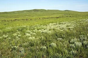 Images Dated 20th June 2008: Russia - steppe in early summer