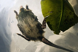 Russian Desman - adult - in swimming - pictured Russian Desman - adult - in swimming - pictured