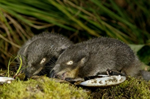 Russian Desman - adults from one burrow - feed Russian Desman - adults from one burrow - feed