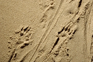Russian Desman - adults footprints on wet sand Russian Desman - adults footprints on wet sand