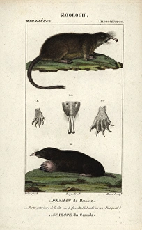 Russian Desman, Desmana moschata (vulnerable) Russian Desman, Desmana moschata (vulnerable)