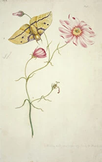 Insect Gallery: Sabatia bartramii, savannah pink & Eacles imperialis, imperi
