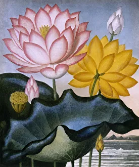 <b class=qtipBold><figcaption>The Sacred Egyptian Bean (Lotus)</figcaption></b><br>The Sacred Egyptian Bean (Lotus, or Nelumbo Nucifera), engraved by Burke & Lewis after Henderson, in a book entitled The Temple of Flora by Dr Robert John Thornton (1768-1837). The book was published between 1799 and 1807. Date: 1804<br><em>© Mary Evans Picture Library</em> The Sacred Egyptian Bean (Lotus)