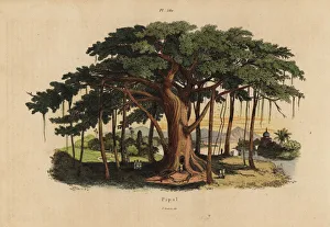 Fries Gallery: Sacred fig tree or peepal tree, Ficus religiosa