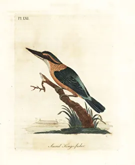 Sacred kingfisher, Todiramphus sanctus Sacred kingfisher, Todiramphus sanctus
