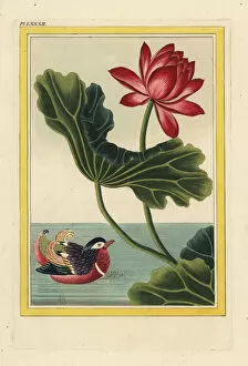 Rouge Gallery: Sacred lotus, Nelumbo nucifera