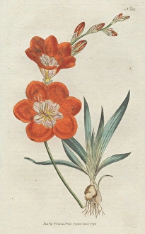 Saffron-coloured ixia, Tritonia crocata Saffron-coloured ixia, Tritonia crocata