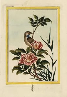 Saffron-flowered rose, Rosa species