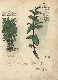 Sage, Salvia acuminata, and wood sage, Salvia sylvestris Sage, Salvia acuminata, and wood sage, Salvia sylvestris