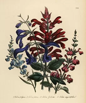 Salvia Gallery: Sage or Salvia species