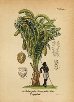 Willibald Gallery: Sago palm, Metroxylon sagu