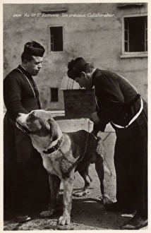 A Saint Bernard rescue dog with two priests, Switzerland A Saint Bernard rescue dog with two priests, Switzerland