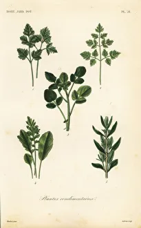 Salad herbs, plantes condimentaires pour salades. Parsley, Apium petroselinum, cicely, Myrrhis odorata, watercress, Nasturtium officinale, cress, Lepidium sativum, and summer savory, Saturja hortensis. Handcoloured steel engraving by Corbie after a botanical illustration by Edouard Maubert from Pierre Oscar Reveil, A. Dupuis, Fr. Gerard and Francois Herincq's La Regne Vegetal: Horticulture: Jardin Potager et Jardin Fruitier, L. Guerin, Paris, 1864-1871. Salad herbs, plantes condimentaires pour salades. Parsley, Apium petroselinum, cicely, Myrrhis odorata, watercress, Nasturtium officinale, cress, Lepidium sativum, and summer savory, Saturja hortensis. Handcoloured steel engraving by Corbie after a botanical illustration by Edouard Maubert from Pierre Oscar Reveil, A. Dupuis, Fr. Gerard and Francois Herincq's La Regne Vegetal: Horticulture: Jardin Potager et Jardin Fruitier, L. Guerin, Paris, 1864-1871. Date: Salad herbs, plantes condimentaires pour salades