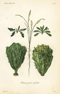 Salad plants, plantes pour salades Salad plants, plantes pour salades