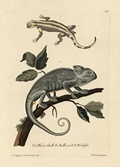 Salamander species and Indian chameleon