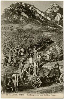 Salins-les-Bains - Grape Harvest at the foot of Mount Poupet Salins-les-Bains - Grape Harvest at the foot of Mount Poupet