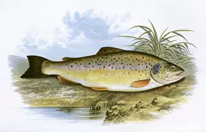 Spotted Gallery: Salmo fario, or Common Trout
