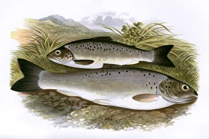 Salmo nigripinnis, or Black-Finned Trout Salmo nigripinnis, or Black-Finned Trout