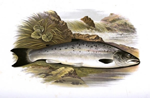 Salmo salar, or Atlantic Salmon (Grilse) Salmo salar, or Atlantic Salmon (Grilse)