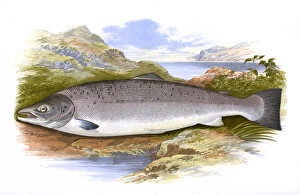 Salmo salar, or Atlantic Salmon (male) Salmo salar, or Atlantic Salmon (male)