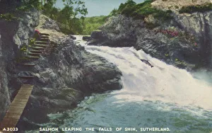 Salmon Leap