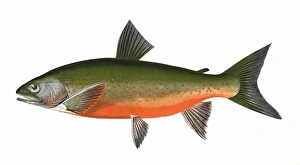 Salvelinus willoughbii, or Willoughbys Char