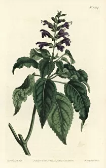 Salvia Gallery: Salvia lamiifolia