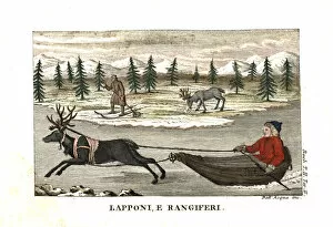 Skis Gallery: Sami man or Lapplander in a sleigh pulled