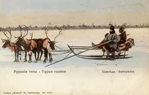 Samoyed People with their reindeer sled