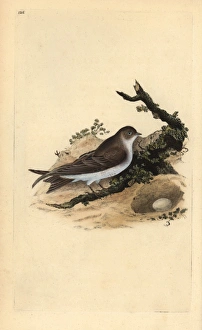 Sand martin, Riparia riparia, with nest and egg Sand martin, Riparia riparia, with nest and egg