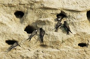 Roost Gallery: Sand Martins - quarrel over nest holes in a sand