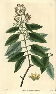 1833 Gallery: Sandalwood, Santalum album, from Curtiss Botanical
