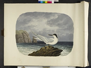 The Sandwich tern, in summer plumage Sterna sandvicensis The Sandwich tern, in summer plumage Sterna sandvicensis