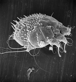 <b class=qtipBold><figcaption>Sarcoptes scabiei, scabies mite</figcaption></b><br>Scanning electron microscope image of an itch or scabies mite, a parasite that infests a wide variety of mammalian hosts including man. Date:<br><em>© Mary Evans / Natural History Museum</em> Sarcoptes scabiei, scabies mite