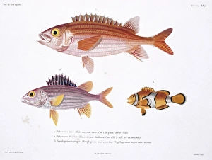 Sargocentron hastatum, red squirrelfish, Amphiprion percula Sargocentron hastatum, red squirrelfish, Amphiprion percula
