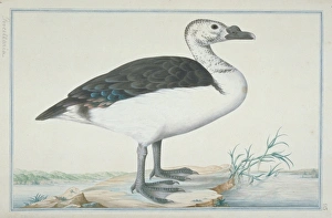 Sarkidiornis melanotus, comb duck Sarkidiornis melanotus, comb duck