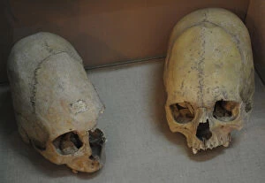 Images Dated 13th August 2011: Sarmatians. Deformed human skulls. Probably dated in the 3rd