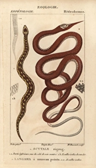 Saw-scaled viper, Echis carinatus, and Madagascar Saw-scaled viper, Echis carinatus, and Madagascar
