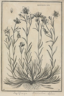 Saxifraga hirculus, Marsh saxifrage Saxifraga hirculus, Marsh saxifrage