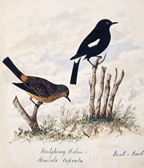 Saxicola Gallery: Saxiola caprata, pied bushchat