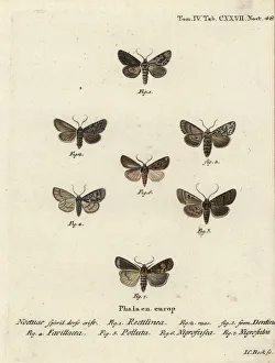 Saxon, shears, marsh dagger, brown-spot pinion, white-line Saxon, shears, marsh dagger, brown-spot pinion, white-line