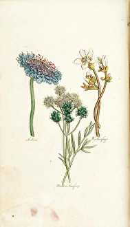 Scabious, Meadow Saxifrage, White Saxifrage Scabious, Meadow Saxifrage, White Saxifrage