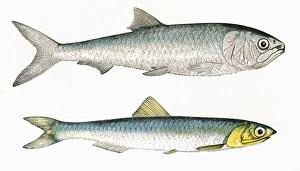 Scale-Finned Shad and European Anchovy Scale-Finned Shad and European Anchovy