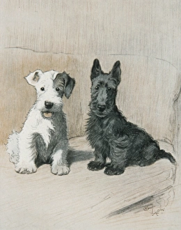 Pets Gallery: Two Scamps / Cecil Aldin