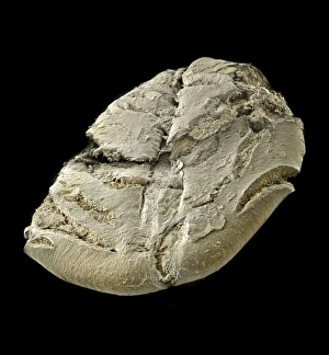 <b class=qtipBold><figcaption>Oats</figcaption></b><br>A scanning electron microscope (SEM) image of oats, artificially coloured by computer. Date:<br><em>© Mary Evans / Natural History Museum</em> Oats