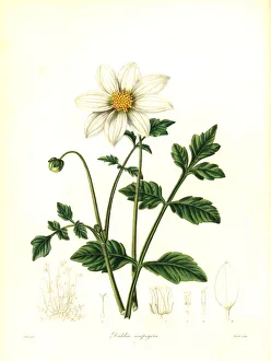 Scape-bearing dahlia, Dahlia scapigera Scape-bearing dahlia, Dahlia scapigera