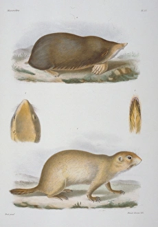 Scaptochirus moschatus, short-faced mole Scaptochirus moschatus, short-faced mole