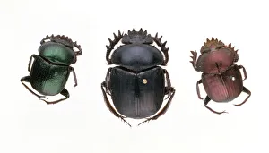 Scarab beetles