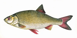Scardinius erythropthalmus, or Common Rudd Scardinius erythropthalmus, or Common Rudd