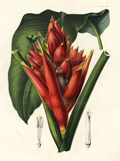Scarlet banana or red-flowering banana, Musa coccinea Scarlet banana or red-flowering banana, Musa coccinea